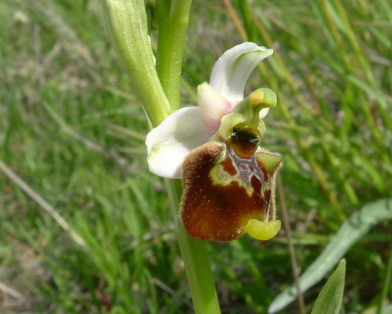 Ophrys fuciflora